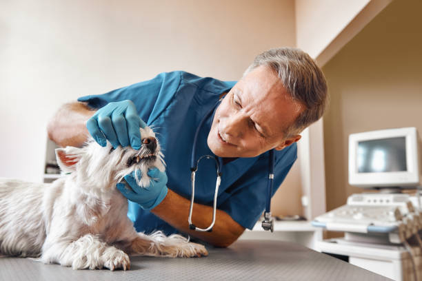 Best Emergency Dental Care for Broken or Chipped Teeth in Helena Valley Northwest, MT